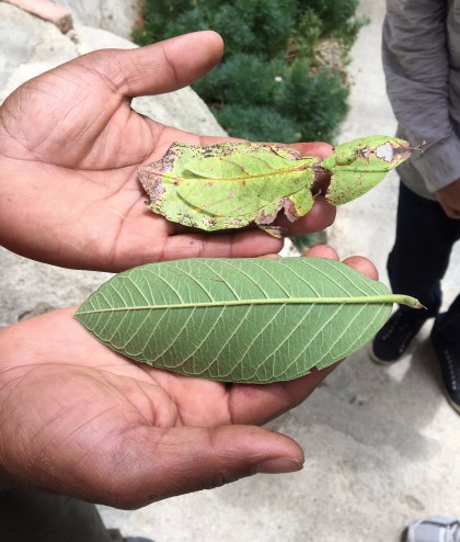 leaf insect