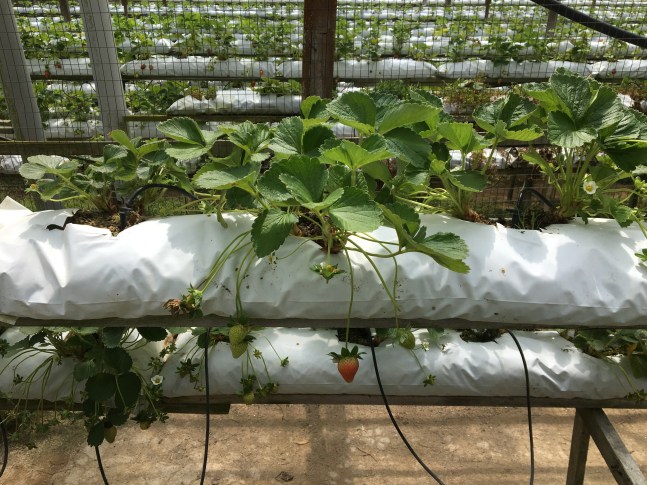 cameron highlands strawberries