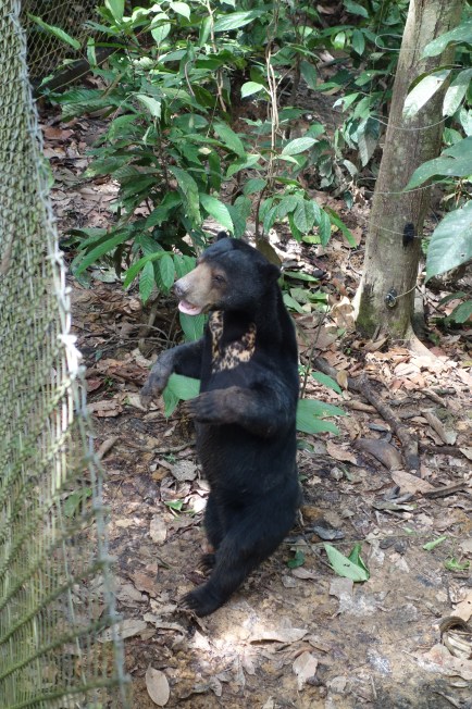 sun bear