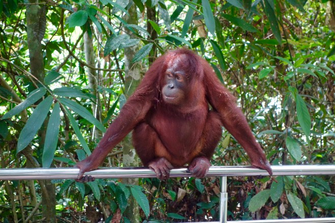 sepilok orangutan