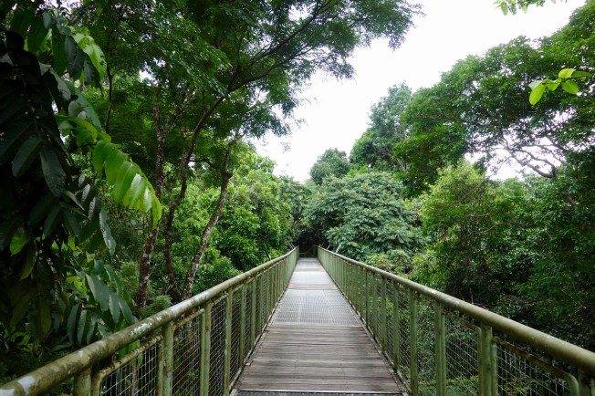rainforest discovery center