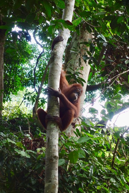 sepilok orangutan