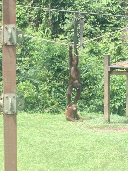 sepilok orangutans