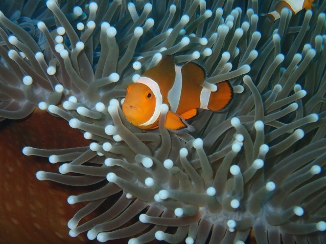 boracay clownfish