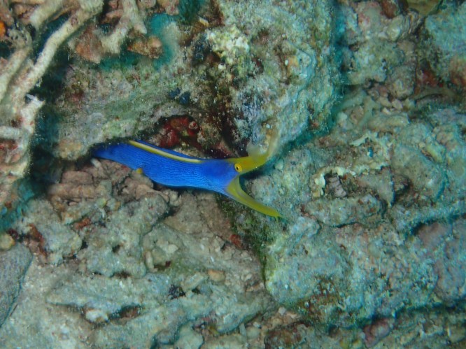 boracay eel