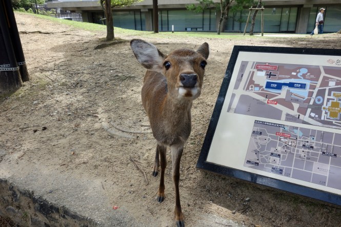 nara deer