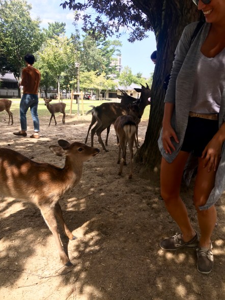 nara deer