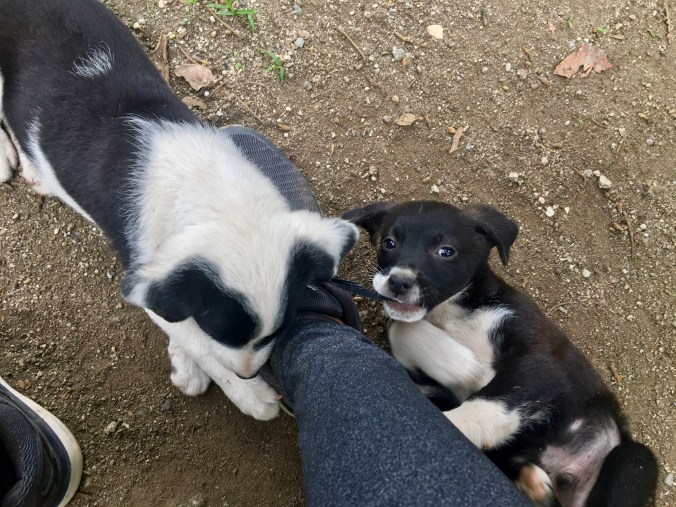 inca jungle trek puppies