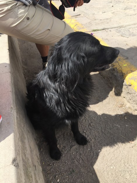 colca canyon dog