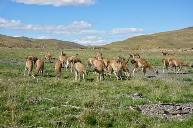 vicunas